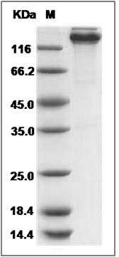 Rat Contactin 3 / CNTN3 Protein (Fc Tag) SDS-PAGE