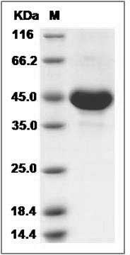 Human TSPAN8 / Tetraspanin 8 / TM4SF3 Protein (Fc Tag) SDS-PAGE