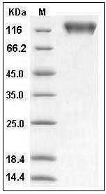 Human MERTK / Mer Protein (His & Fc Tag) SDS-PAGE