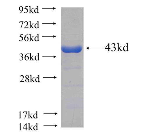 Recombinant human CSTF2T SDS-PAGE