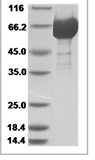 H1N1 HA Protein 14129