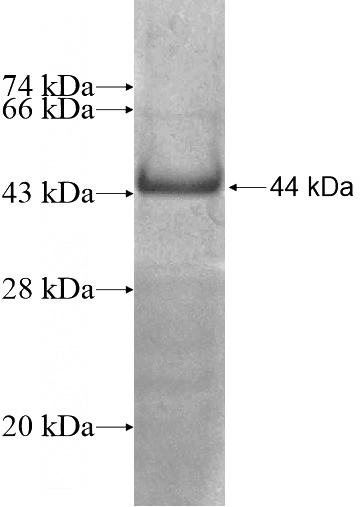 Recombinant Human HSF5 SDS-PAGE