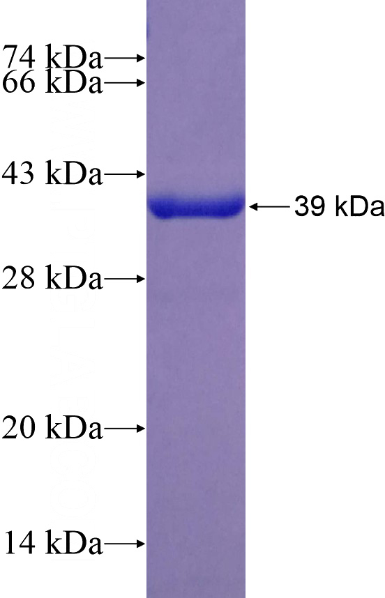 Recombinant Human DDT SDS-PAGE