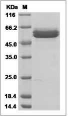 AMY2B protein SDS-PAGE