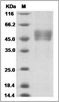 Human VIPR2 / VPAC2 Protein (Fc Tag) SDS-PAGE