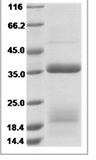 Human RGMB Protein 15331