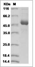 Cd79a protein SDS-PAGE