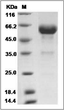 Cynomolgus ACVR2B / ACTRIIB Protein (Fc Tag) SDS-PAGE
