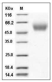 Human CEACAM8 / CD66b Protein (His Tag) SDS-PAGE