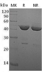 Mouse Ido1/Ido/Indo (His tag) recombinant protein