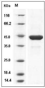 Mouse PGK1 / PGKA Protein (His Tag) SDS-PAGE