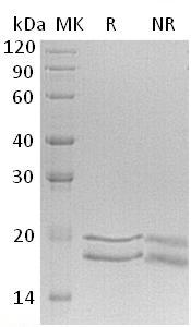 Human MCEE (His tag) recombinant protein