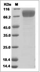 Human NCR3LG1 / B7-H6 / B7H6 Protein (Fc Tag)