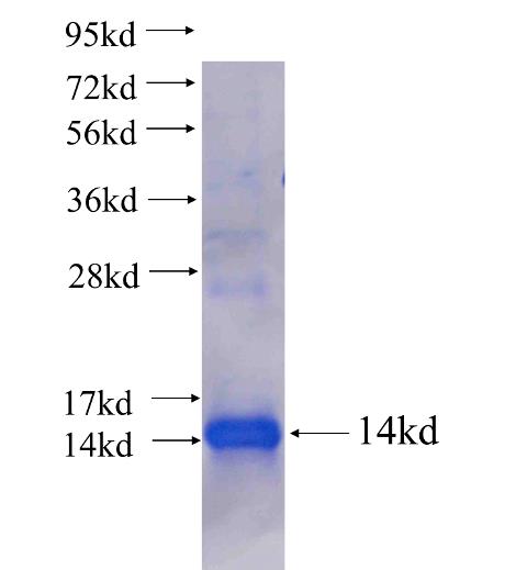 Recombinant human GPR64 SDS-PAGE
