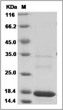 Human MAGOH Protein (His Tag) SDS-PAGE