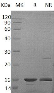 Mouse Ccl21a/Scya21/Scya21a recombinant protein