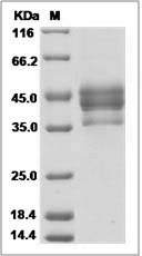Human GNRH2 / GnRH II Protein (Fc Tag)