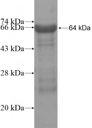 Recombinant Human AFAP1 SDS-PAGE