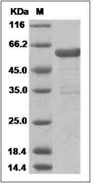 Mouse EPO Receptor / EPOR Protein (Fc Tag) SDS-PAGE