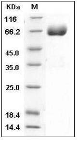 Mouse CD226 / DNAM-1 Protein (His & Fc Tag) SDS-PAGE