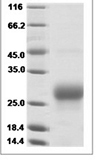 Human CD90/THY-1 Protein 15092