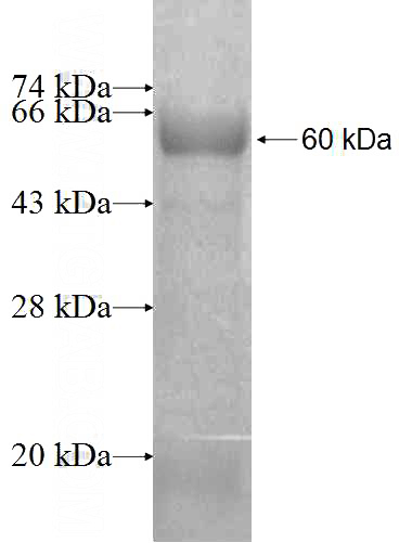 Recombinant Human GPN1 SDS-PAGE