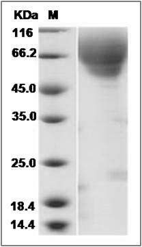 Canine Fractalkine / CX3CL1 Protein SDS-PAGE
