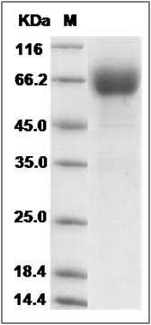 Cynomolgus IL10RA Protein (Fc Tag) SDS-PAGE