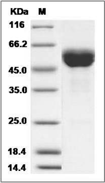 Cynomolgus FAS / CD95 / APO-1 / TNFRSF6 Protein (Fc Tag) SDS-PAGE