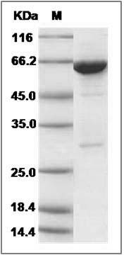 Mouse PTPN6 Protein (aa 207-597, His & GST Tag) SDS-PAGE
