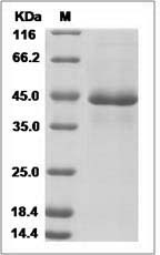 Canine PDGFA / PDGF-A Protein (Fc Tag) SDS-PAGE