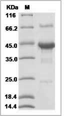 Human SHISA3 Protein (Fc Tag)
