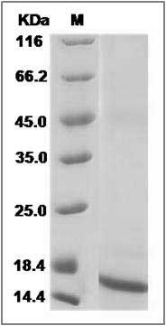 Rat / Mouse TGF-beta 1 / TGFB1 Protein