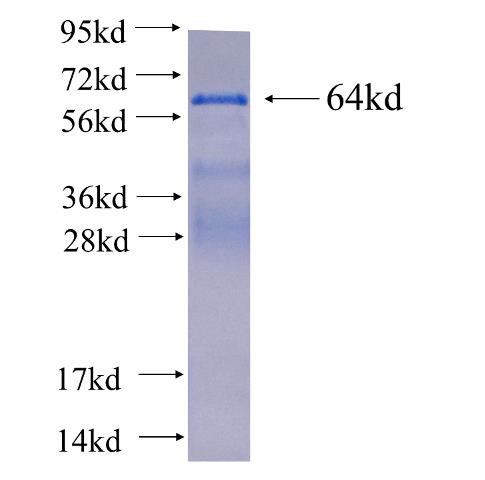 Recombinant human EXOC1 SDS-PAGE