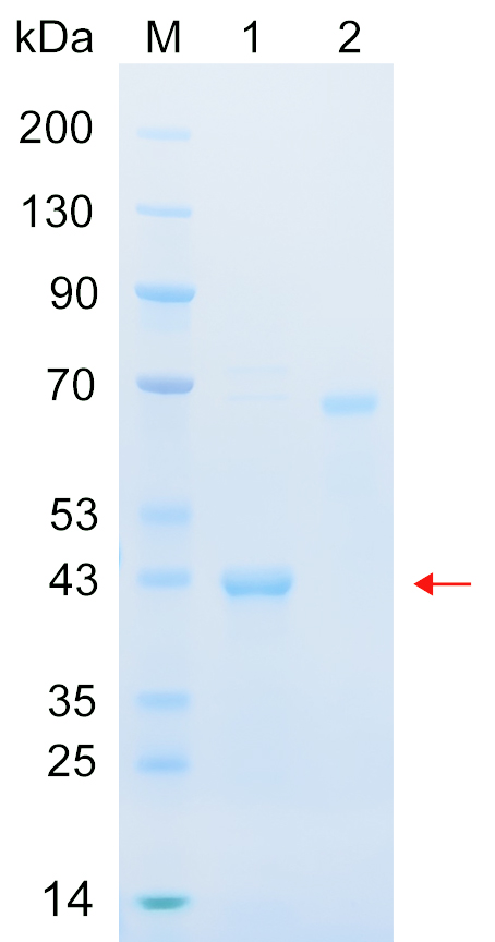 Recombinant APEX2 protein (His tag) SDS-PAGE