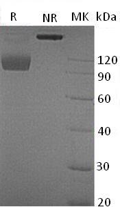Mouse Tyro3/Dtk/Rse/Tif (Fc tag) recombinant protein