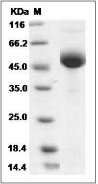 Mouse LY-96 / ESOP-1 Protein (Fc Tag) SDS-PAGE