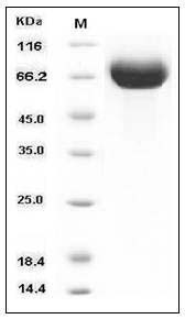 Influenza A H9N2 (A/Hong Kong/1073/99) Hemagglutinin / HA Protein (His Tag) SDS-PAGE