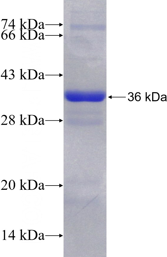 Recombinant Human tubulin-gamma SDS-PAGE