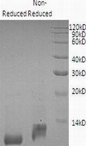 Mouse Cxcl12/Sdf1 recombinant protein