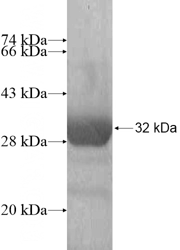 Recombinant Human FAM81B SDS-PAGE