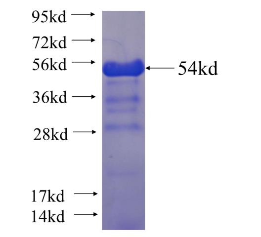 Recombinant human CLE; C14orf166 SDS-PAGE