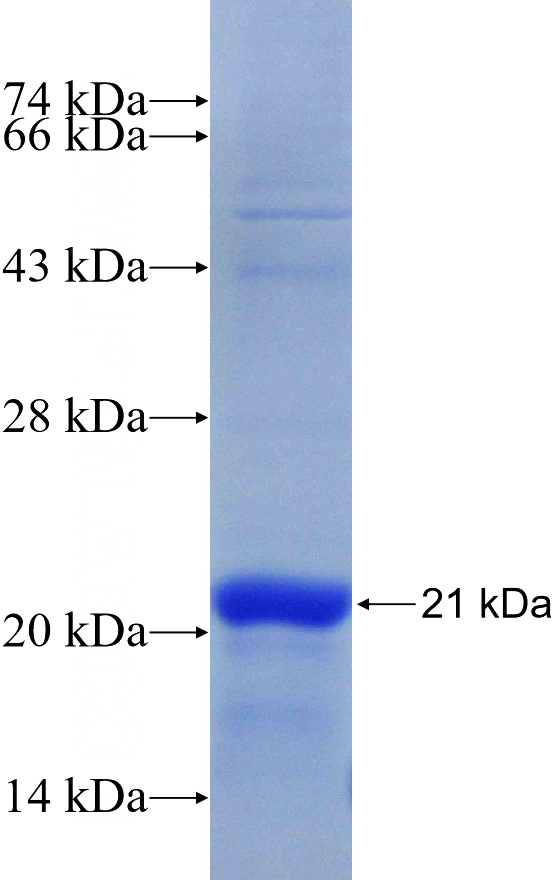 Recombinant Human CASP3 SDS-PAGE