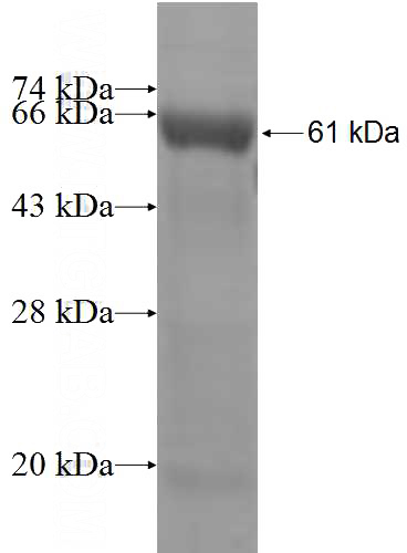 Recombinant Human CEBPE SDS-PAGE