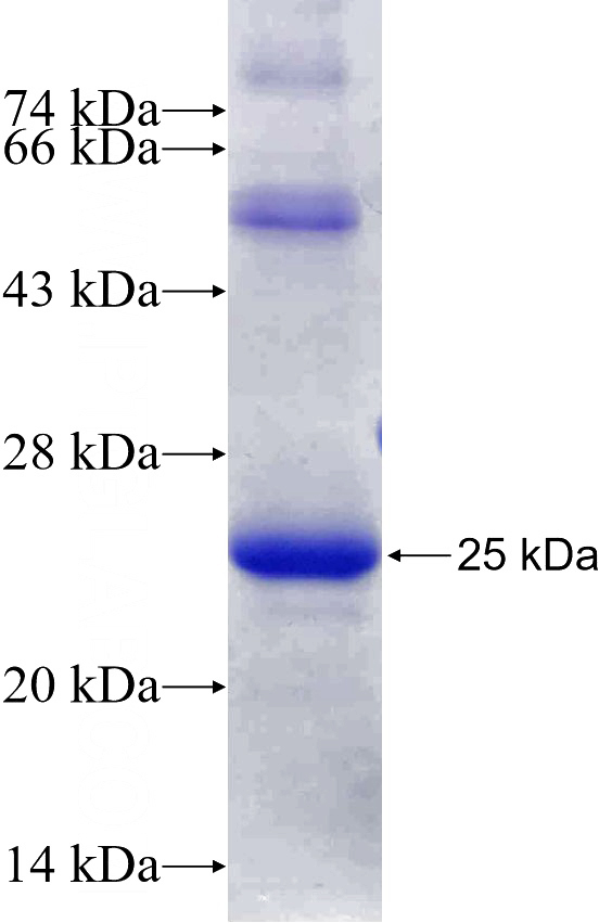Recombinant Human PMF1 SDS-PAGE