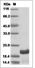 Human GH1 / Growth hormone 1 Protein SDS-PAGE