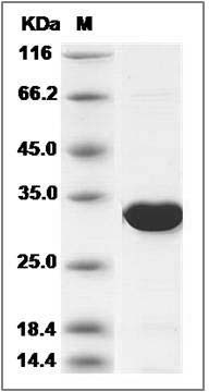 Human MRTO4 / MRT4 Protein (His Tag) SDS-PAGE
