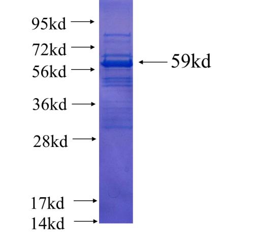 Recombinant human SF3A3 SDS-PAGE