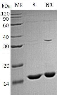 Mouse Ccl9/Mrp2/Scya10/Scya9 recombinant protein