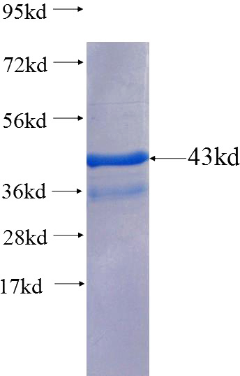 Recombinant Human Connexin 43 SDS-PAGE